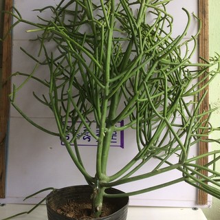 Cây giao làm cảnh và làm dược liệu ngừa viêm xoang