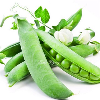 5gr hạt giống đậu hà lan leo siêu ngon sugar snap