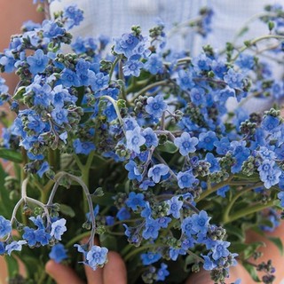 150h hạt giống hoa lưu ly forget me not