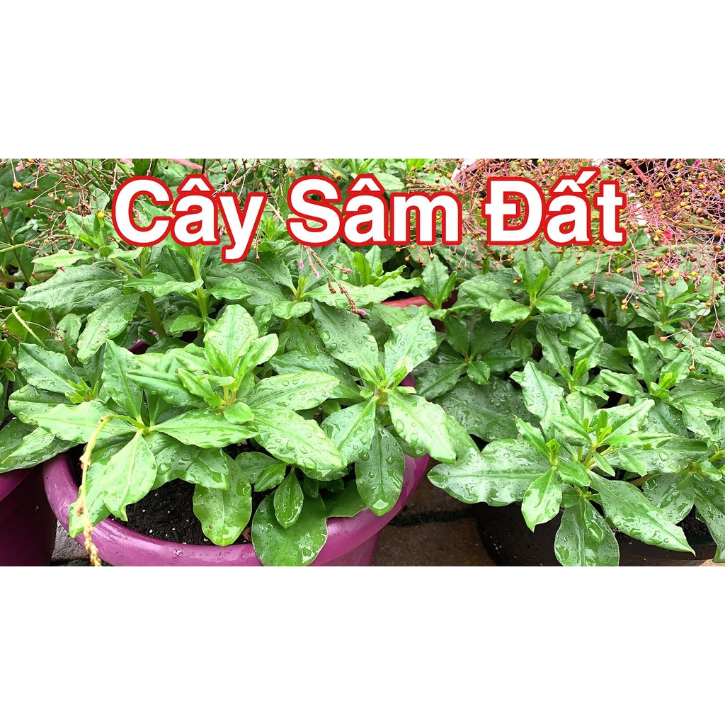 [Nhu_Mai_Garden]cây giống sâm đất (cây thổ sâm, rau sâm)- cây giống to