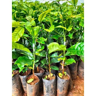 CÂY CÀ PHÊ GHÉP ( GIỐNG GHÉP SIÊU TRÁI SIÊU SỚM)