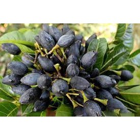 Giống cây trám đen ghép cho trái siêu sớm