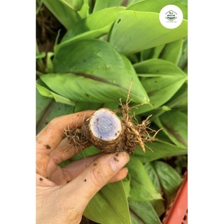 CÂY GIỐNG NGHỆ ĐEN (giống chuẩn)
