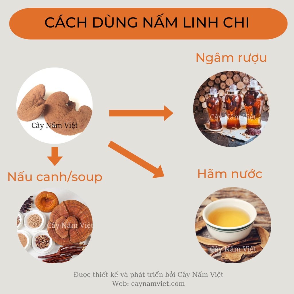 Nấm linh chi đỏ Đà Lạt cao cấp CNV 500g x 2