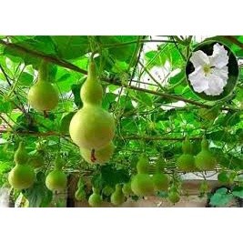 2gr hạt giống bầu hồ lô