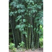 Cây Giống măng tre Bát Độ ( cây siêu sớm có bảo hành)
