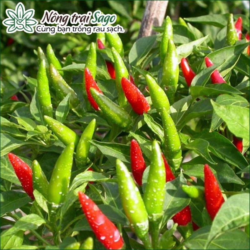 Hạt giống Ớt Chỉ Thiên Lai F1 Trái Dài, Kháng Bệnh Tốt, Trồng Quanh Năm - Nông Trại Sago