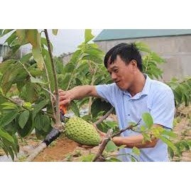 Cây giống na sầu riêng