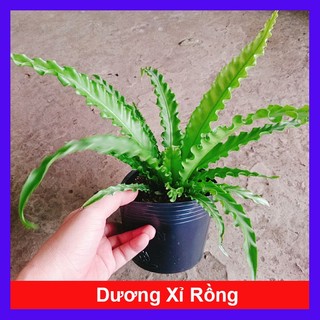 Cây Dương Xỉ Rồng - cây cảnh để bàn