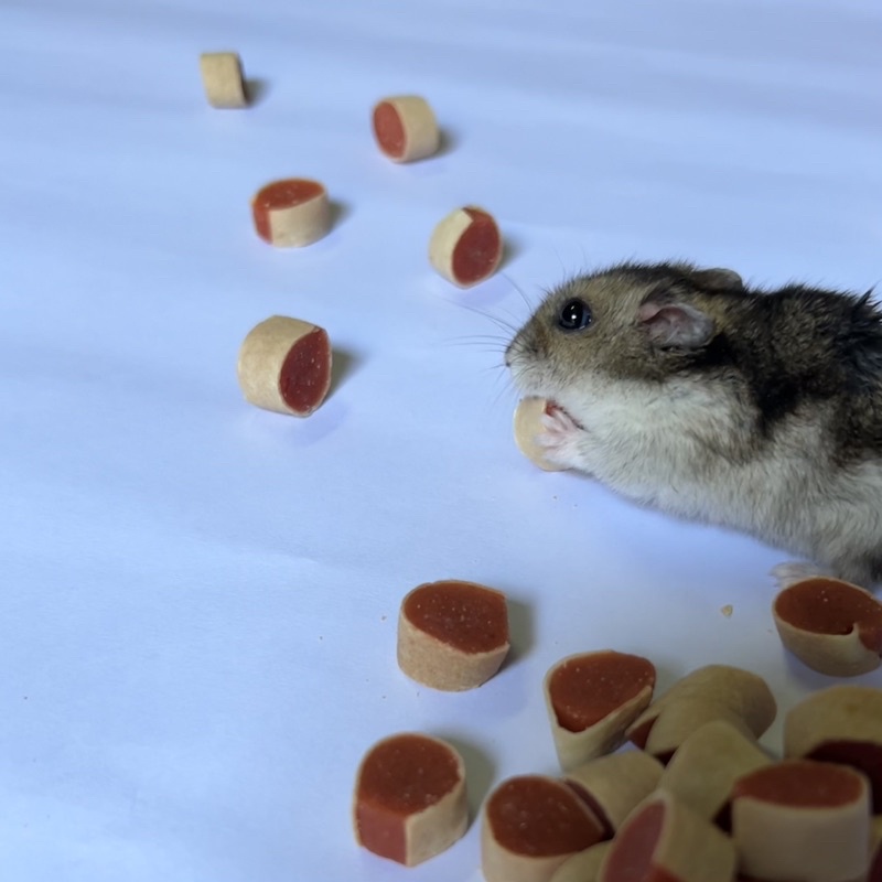 Sushi bò cho Hamster và thú nhỏ