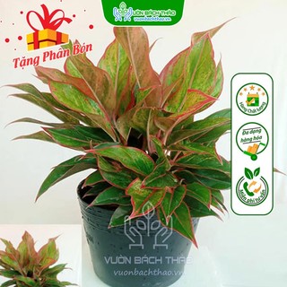 Cây phú quý dạng bụi trồng sân vườn, công trình, nội thất