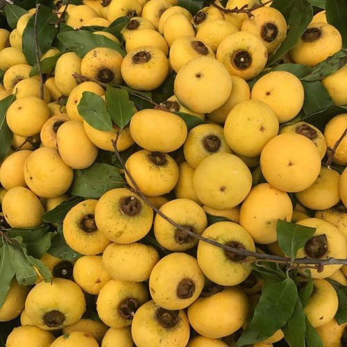 CÂY GIỐNG CÂY THỊ THƠM, QUẢ NGỌT-
