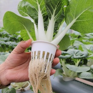 Rọ trồng rau thủy canh