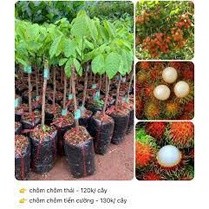 Cây giống chôm chôm thái ra trái siêu sơm