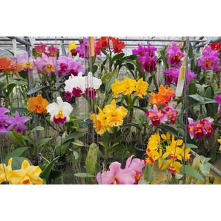 Lan cattleya giống cát 1lá