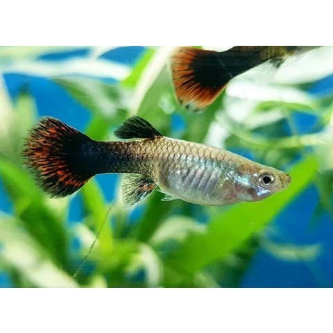 HANAH AQUARIUM_Cám groom cá nhỏ, thay trùn chỉ 42% đạm