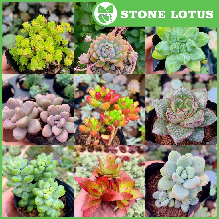 Sen Đá Size Bầu 5-8cm Đủ Loại Xuất Xứ Đà Lạt, Đá Cam, Chuỗi Ngọc, Kim Cương, Đá Nâu, Sedum