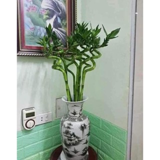 Bó 10 cây trúc đầu rồng thuỷ sinh - Cây tài lộc - phát tài xoắn mang tài lộc (ảnh thật số 2)..