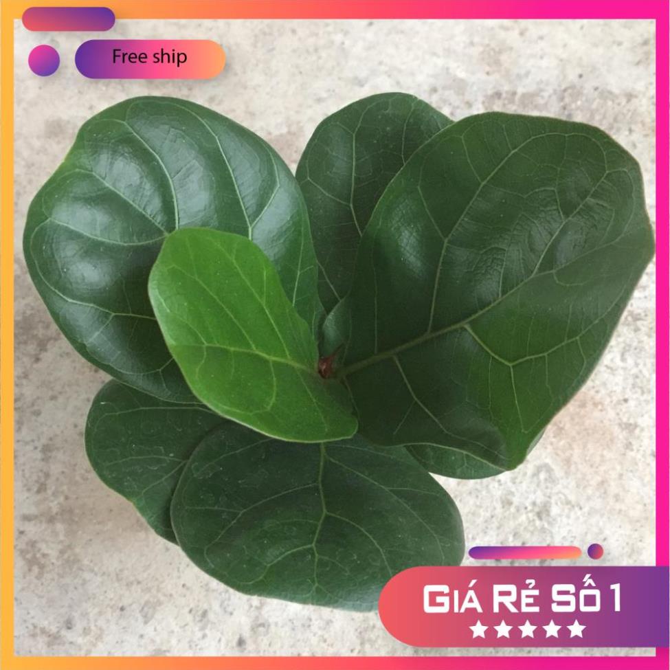 Cây bàng singapore mini để bàn, Cao 15cm lá to khỏe