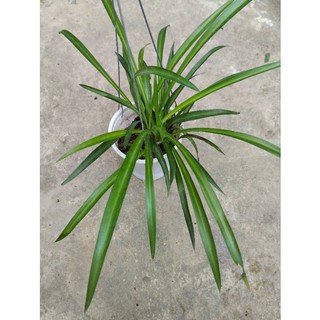 Ngãi mến khách