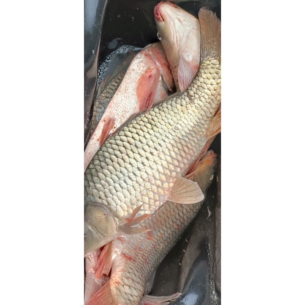 Thuốc A Ngùy Chuyên cá Trắm đen, Chép, Mè