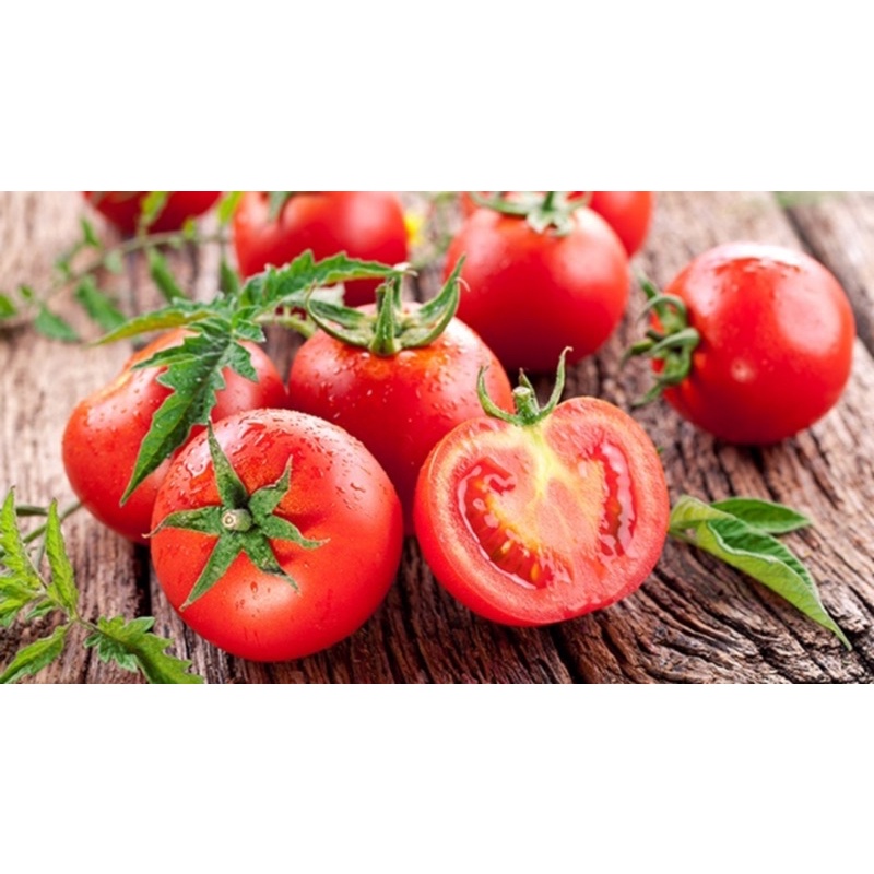 Cây giống cà chua thường