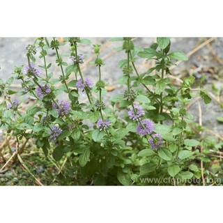 100h hạt giống bạc hà pennyroyal
