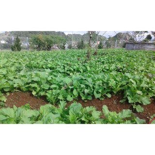 10gr hạt giống cải mèo