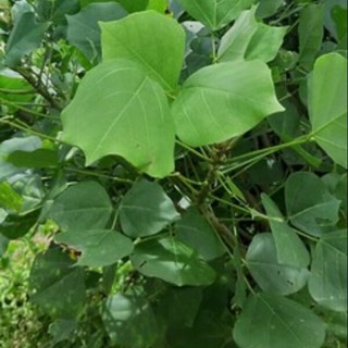 Hom cây Vông Nem làm giống