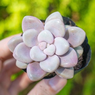Sen đá sỏi hồng 5-7cm