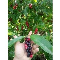 cây Giống chòi mòi ( cây siêu sớm có bảo hành)
