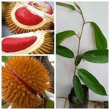 Cây giống sầu riêng ruột đỏ