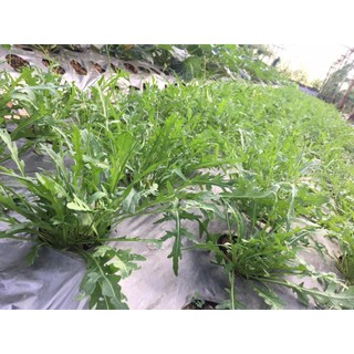 500h Hạt Giống Arugula Rocket Lá Chẻ Pro