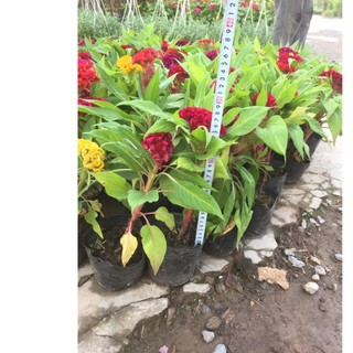 100h hạt giống hoa mào gà búa lùn 30cm mix màu