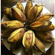 Cây giống chuối sáp nghệ cấy mô siêu sớm