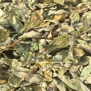 Cây lá hen khô - Tấn Phát