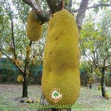 Cây Giống mít trái dài Malaysia