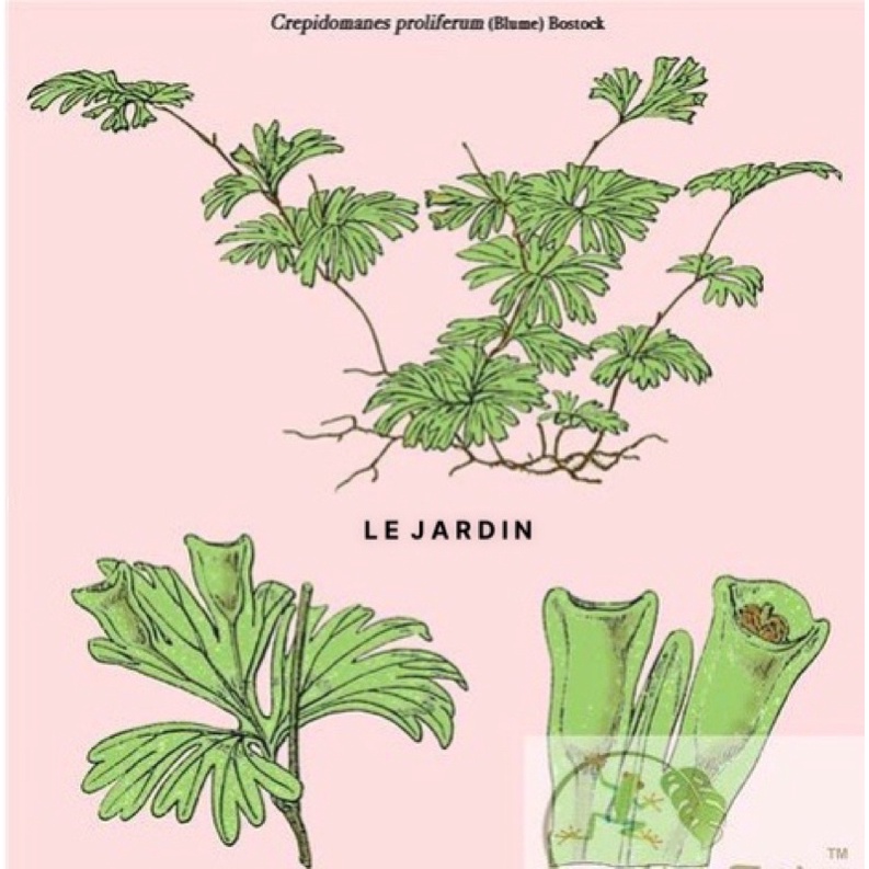 Rêu Cánh Quạt, Rêu Hiếm, Rêu Terrarium, Rêu Xanh setup hồ bán cạn, tiểu cảnh, terrarium