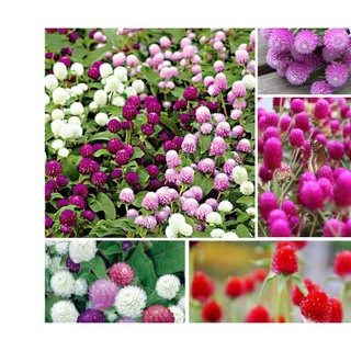 100h hạt giống hoa cúc bách nhật mix