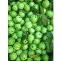 Cây giống Ổi Găng Đông Dư