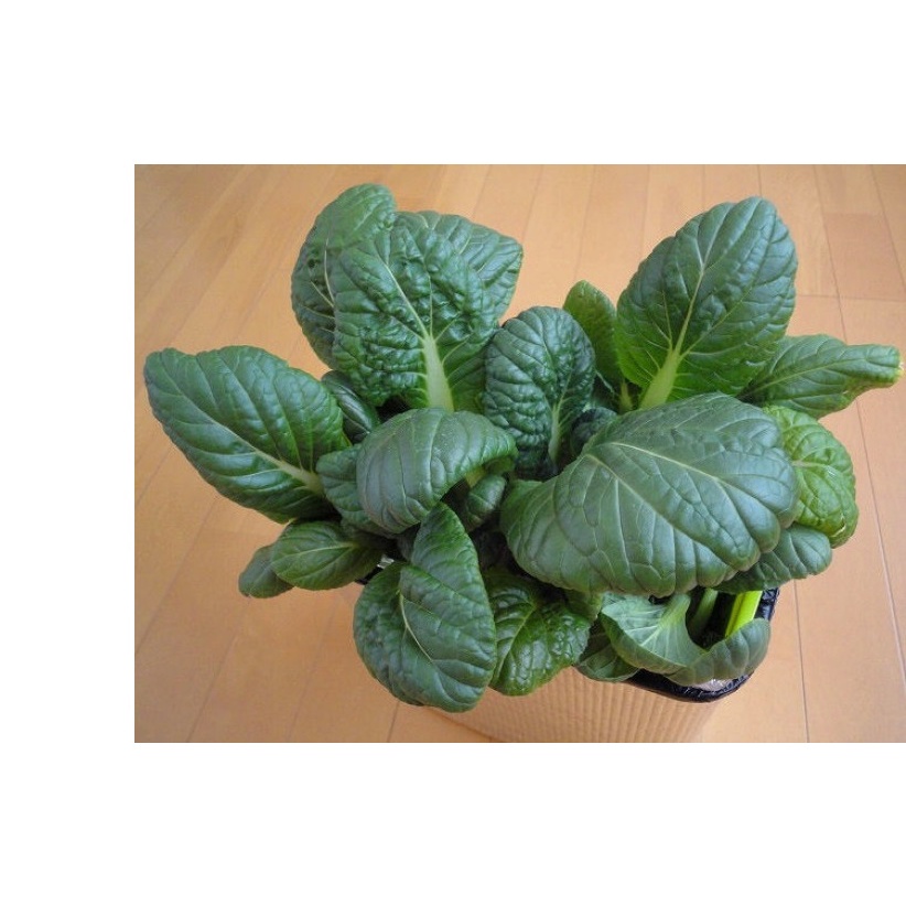 200h Hạt Giống Cải Nhật Vitamina