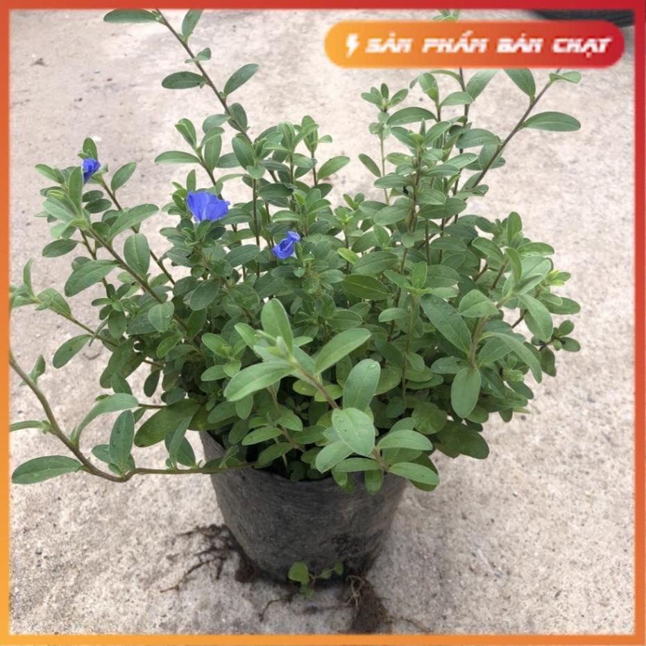 Cây hoa thanh tú, chiều cao 15-20cm nhánh sum suê hoa nở rộ dễ chăm sóc