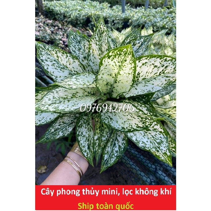 chậu cây Valentine -cây tình yêu-cây ngọc ngân-giao cây như ảnh cuối nha-cây phong thủy, lọc khí - bscc
