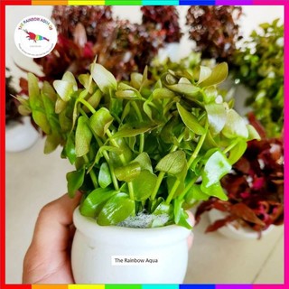 Vảy Ốc Xanh, Cây thủy sinh khỏe đẹp không cần CO2