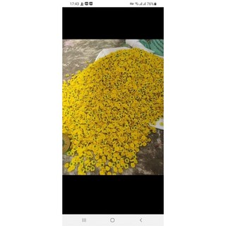 Sỉ 1kg hoa mai đào trang trí tết