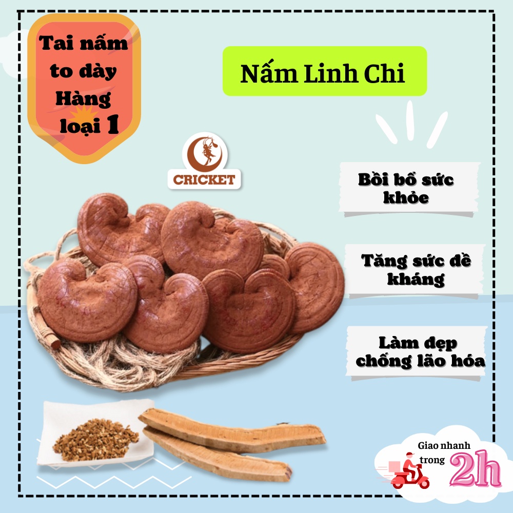 Nấm Linh Chi đỏ thượng hạng dạng túi- Bồi bổ sức khỏe, chống lão hóa loại to, nguyên tai -Nguyên Liệu Trà Sữa CRICKET