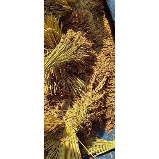 LÚA NẾP THƠM CAO BẰNG