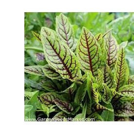 50h hạt giống rau chua sorrel red vein lâu năm