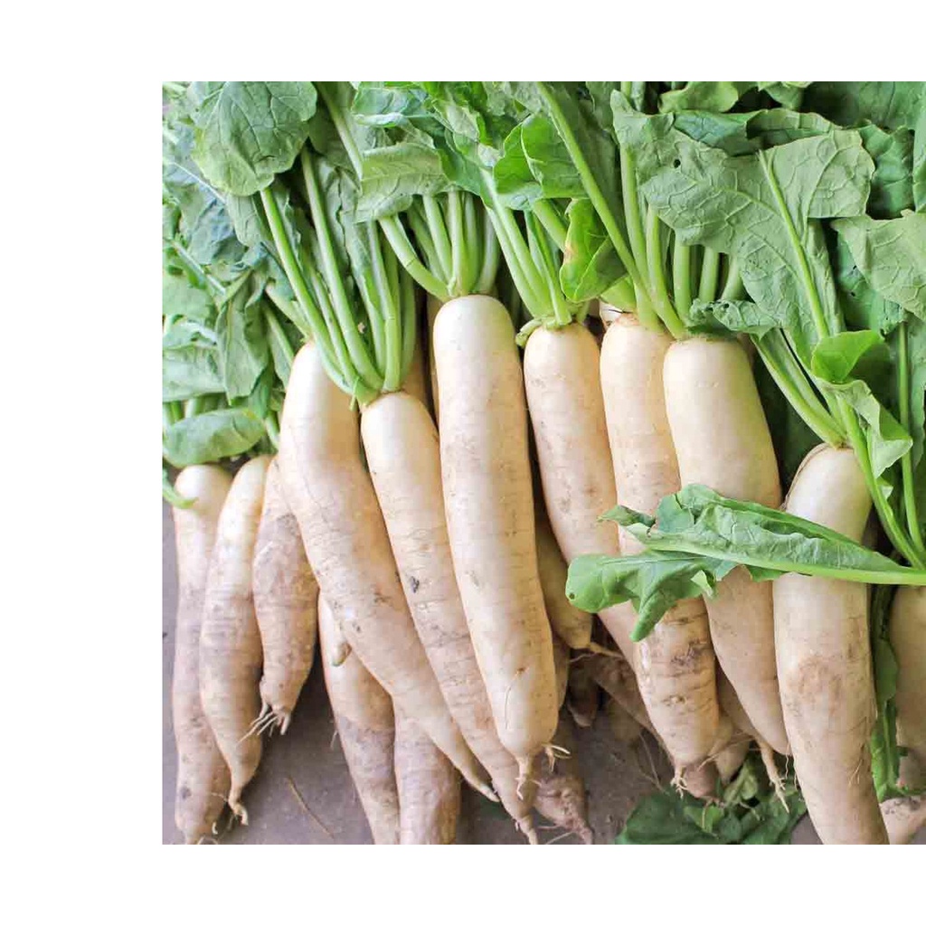 5Gr Hạt Giống Củ Cải Trắng