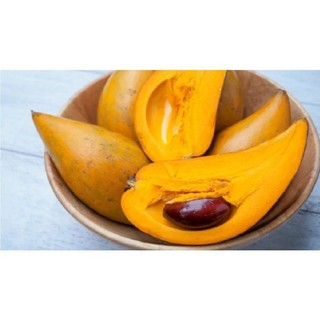 Cây Ô Mai (Trứng Gà)